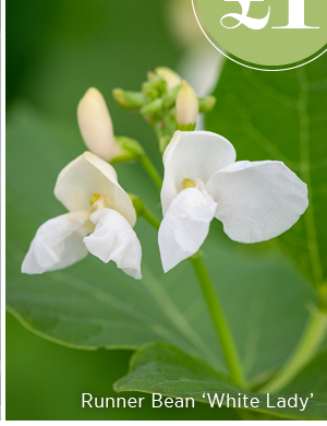 Runner Bean 'White Lady' 