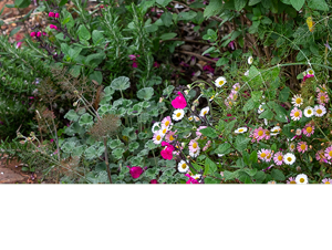 Erigeron karvinskianus 'Profusion' 