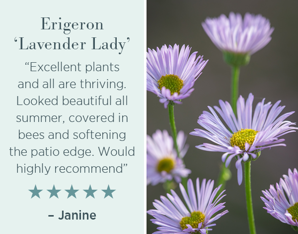 Erigeron 'Lavender Lady'. "Excellent plants and all are thriving. Looking beautiful all summer, covered in bees and softening the patio edge. Would highly recommend". ☆☆☆☆☆. - Janine. 