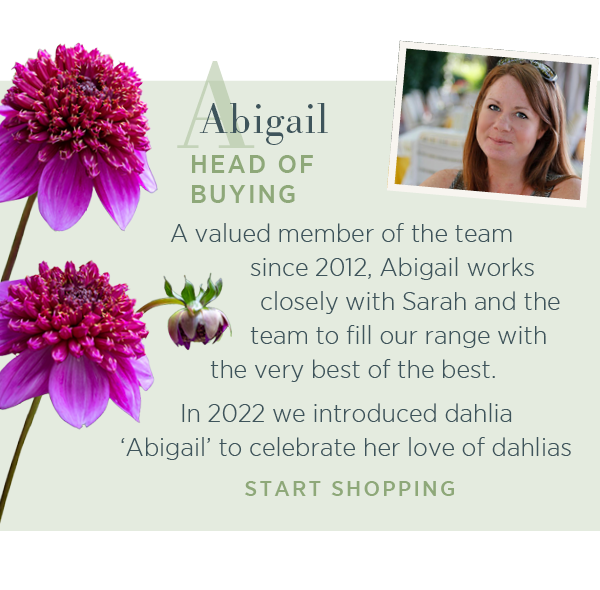Abigail - Head of Buying. A valued member of the team since 2012, Abigail works closely with Sarah and the team to fill our range with the very best of the best. In 2022 we introduced dahlia 'Abigail' to celebrate her love of dahlias. Start shopping >