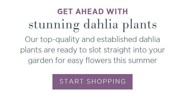 Get ahead with stunning dahlia plants. Our top-quality and established dahlia plants are ready to slot straight into your garden for easy flowers this summer. Start Shopping >
