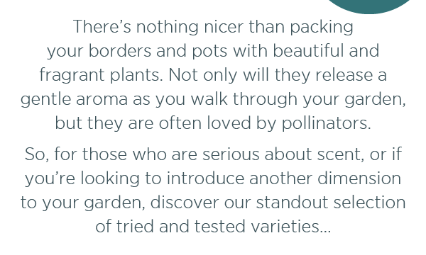 There's nothing nicer than packing your borders and pots with beautiful and fragrant plants. Not only will they release a gentle aroma as you walk through your garden, but they are often loved by pollinators. So, for those who are serious about scent, or if you're looking to introduce another dimension to your garden, discover our standout selection of tried and tested varieties...