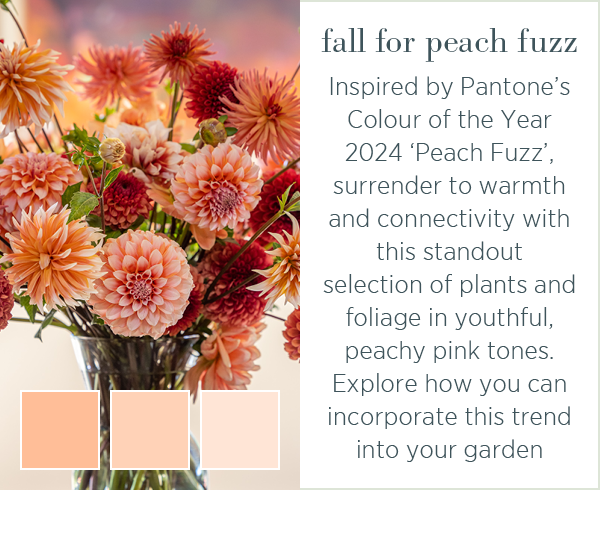 Fall for peach fuzz: inspired by Pantone's Colour of the Year 2024 'Peach Fuzz', surrender to warmth and connectivity with this standout selection of plants and foliage in youthful, peachy pink tones. Explore how you can incorporate this trend into your garden. 