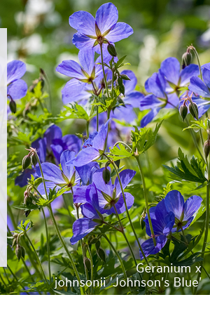 Geranium x johnsonii 'Johnson's Blue' 