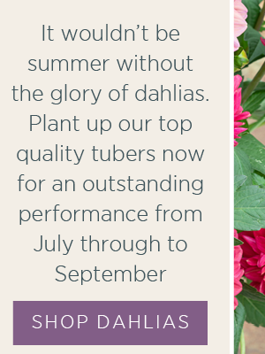 It wouldn't be summer without the glory of dahlias. Plant up our top quality tubers now for an outstanding performance from July through to September. Shop Dahlias >