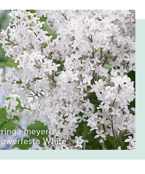 Syringa meyeri 'Flowerfesta White'