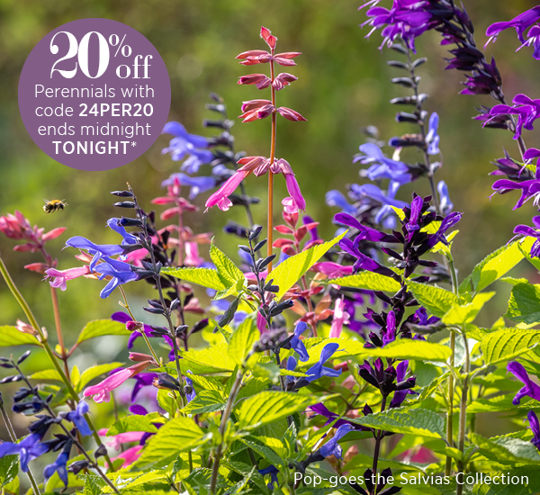 20% off perennials with code 24PER20 ends midnight TONIGHT*. Pop-goes-the salvias collection. 