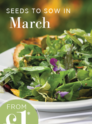 Seeds to sow in March. From £1. Asolo Lettuce Mix. 