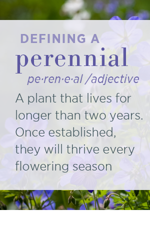 Defining a perennial. Pe-ren-e-al/adjective. A plant that lives for longer than two years. Once established, they will thrive every flowering season. 