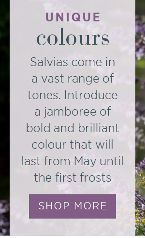 Unique colours. Salvias come in a vast range of tones. Introduce a jamboree of bold and brilliant colour that will last from May until the first frosts. Shop More >