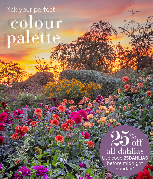 Pick your perfect colour palette. 25% off all dahlias. Use code 25DAHLIAS before midnight Sunday*. 