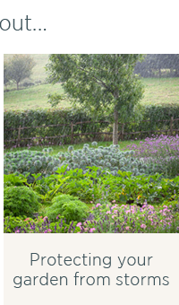 Protecting your garden from storms 