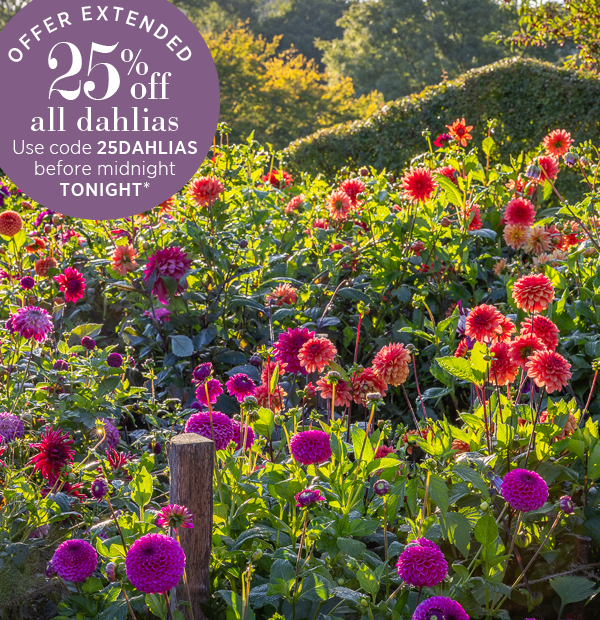 Offer extended. 25% off all dahlias. Use code 25DAHLIAS before midnight tonight.*
