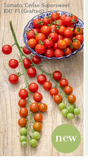 New - Tomato 'Cerise Supersweet 100' F1 (Grafted)