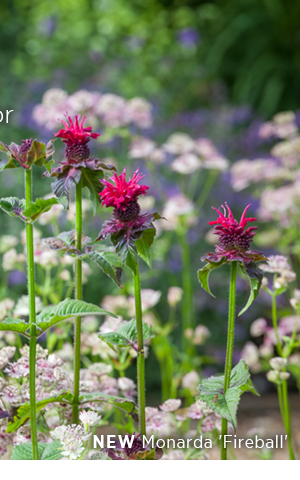 New - Monarda 'Fireball' 