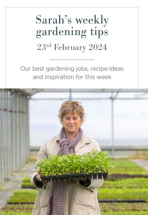 Sarah's weekly gardening tips. 23rd February 2024. Our best gardening jobs, recipe ideas and inspiration for this week. 