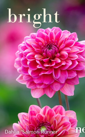 Bright. New. Dahlia 'Salmon Runner' 