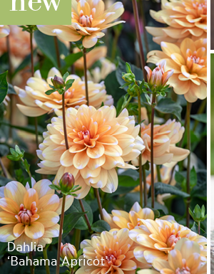 New - Dahlia 'Bahama Apricot'