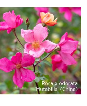 Rosa x odorata 'Mutabilis' (China) 