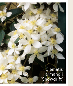 Clematis armandii 'Snowdrift' 