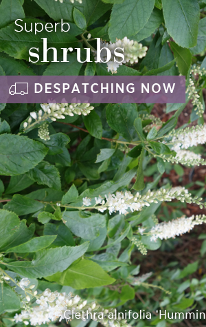 Superb shrubs. Despatching now. Clethra alnifolia 'Hummingbird'