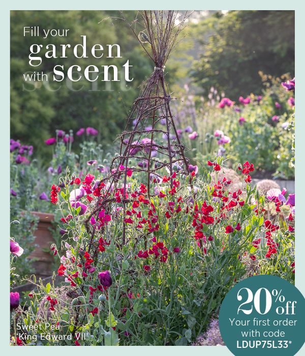 Fill your garden with scent. Sweet Pea 'King Edward VIII'. 20% off your first order when you quote code LDUP75L33*.