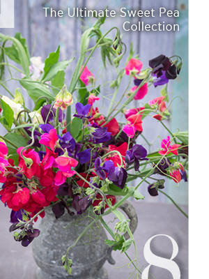 8. The Ultimate Sweet Pea Collection 
