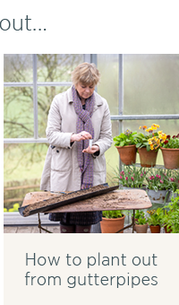 How to plant out from gutterpipes 