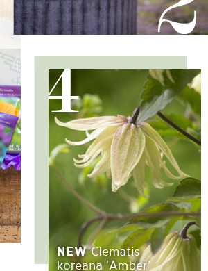 4. New Clematis Koreana 'Amber' 