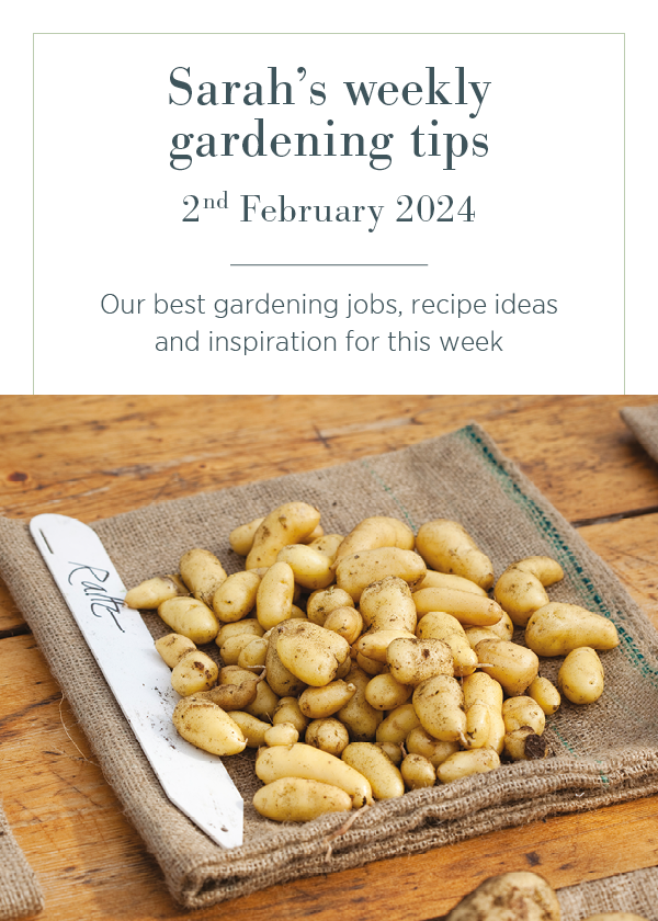 Sarah's weekly gardening tips. 2nd February 2024. Our best gardening jobs, recipe ideas and inspiration for this week.