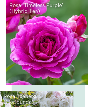 Rosa 'Timeless Purple' (Hybrid Tea)