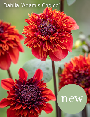 New - Dahlia 'Adam's Choice' 