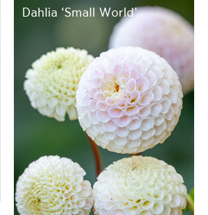 Dahlia 'Small World' 