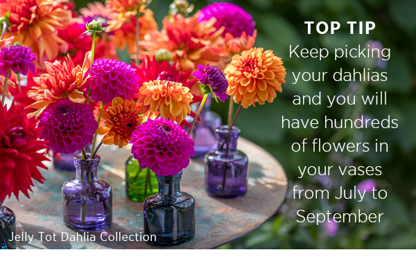 Top Tip - keep picking your dahlias and you will have hundreds of flowers in your vases from July to September. Jelly Tot Dahlia Collection 