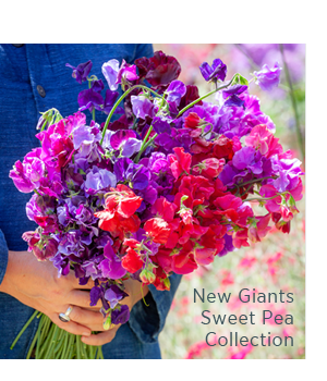 New Giants Sweet Pea Collection 