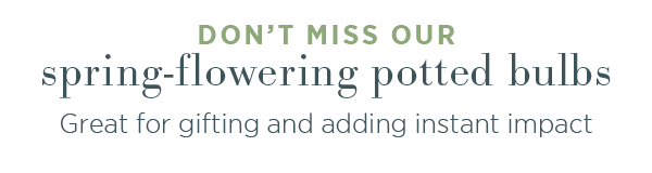 Don't miss our spring-flowering potted bulbs. Great for gifting and adding instant impact. 
