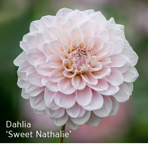 Dahlia 'Sweet Nathalie' 
