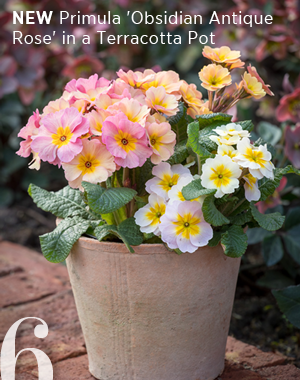 6. New Primula 'Obsidian Antique Rose' in a Terracotta Pot