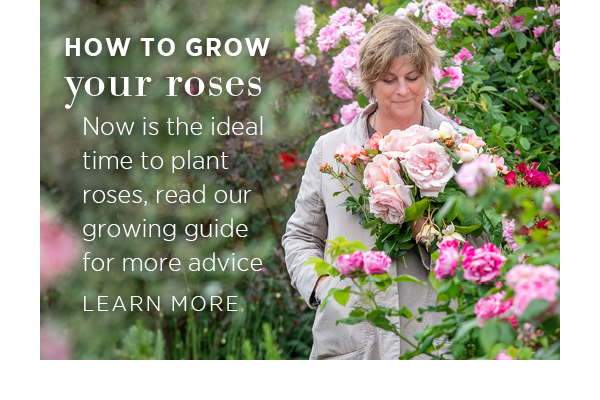 How to grow your roses. Now is the ideal time to plant roses, read our growing guide for more advice. Learn More >