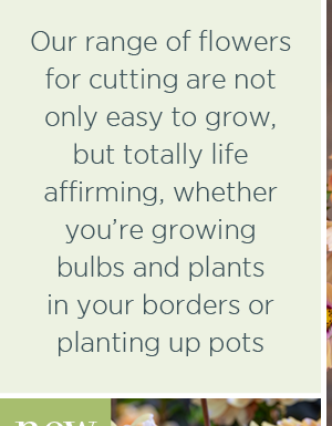 Our range of flowers for cutting are not only easy to grow, but totally life affirming whether you're growing bulbs and plants in your borders or planting up pots. 