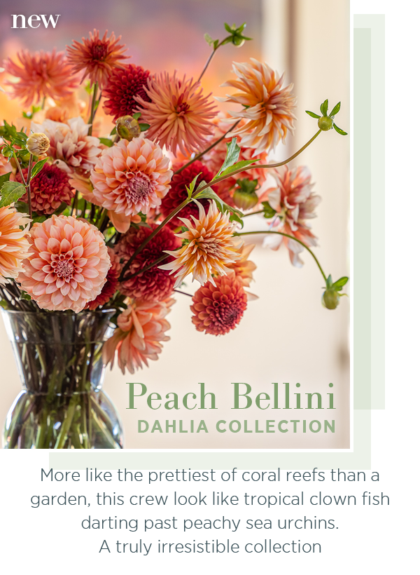 New - Peach Bellini Dahlia Collection. More like the prettiest of coral reefs than a garden, this crew look like tropical clown fish darting past peaching sea urchins. A truly irresistible collection. 