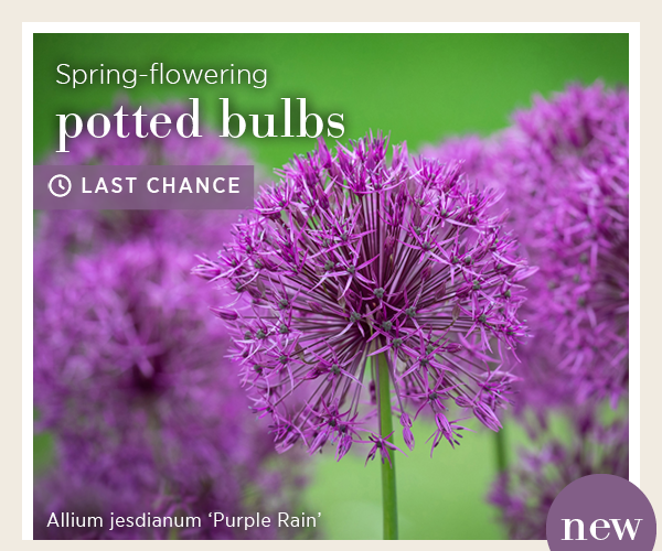Spring-flowering potted bulbs. Last chance. Allium jesdianum 'Purple Rain'. New. 