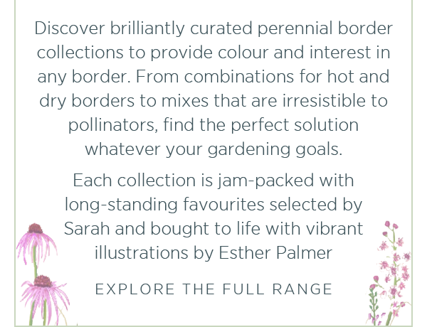 Discover brilliantly curated perennial border collections to provide colour and interest in any border. From combinations for hot and dry borders to mixes that are irresistible to pollinators, find the perfect solution to your gardening goals. Each collection is jam-packed with long-standing favourites selected by Sarah and brought to life with vibrant illustrations by Esther Palmer. Explore the full range >