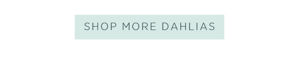Shop more dahlias > 