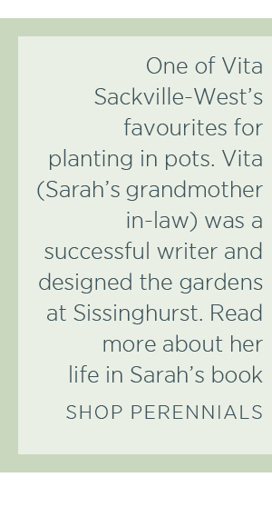 One of Vita Sackbille-West's favourites for planting in pots. Vita (Sarah's grandmother in-law) was a successful writer and designer the gardens at Sisinghurst. Read more about her life in Sarah's book. Shop Perennials >