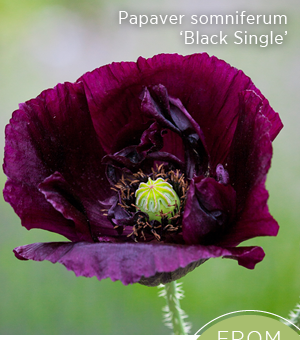 Papaver somniferum 'Black Single' 