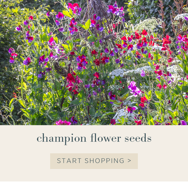 Champion flower seeds. Start shopping >