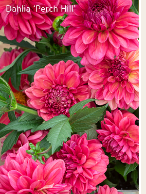 Dahlia 'Perch Hill' 