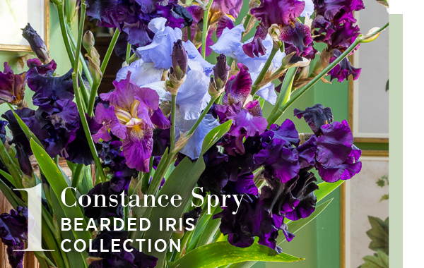 1. Constance spry. Bearded iris collection. 