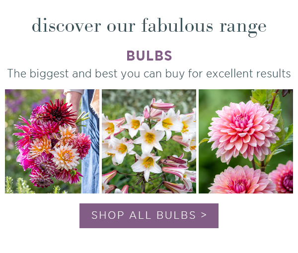 Discover our fabulous range. Bulbs: the biggest and best you can buy for excellent results.